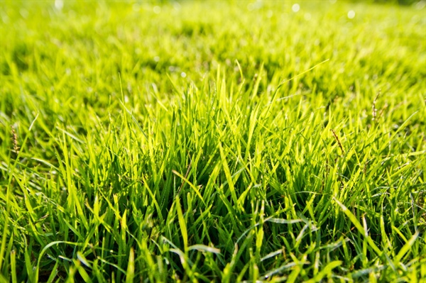 How Lawn Aeration Enhances Drought Resistance for Minnesota Lawns