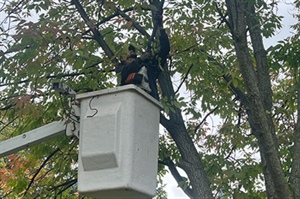 How Often Should You Trim Your Trees? Essential Tips and Timing