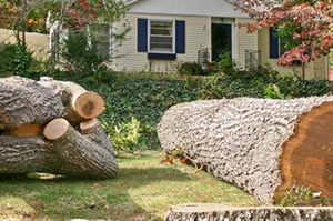 When Should You Consider Cutting Down a Tree? Key Signs and Safety Tips