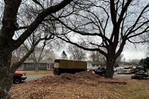 Tree Trimming vs. Pruning: Key Differences for Healthier Trees